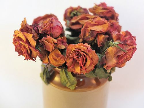 roses blooms dried flowers