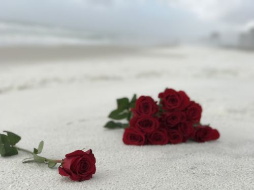 roses sand white