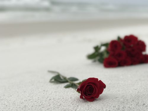 roses sand white