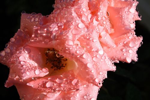 roses raindrops plant
