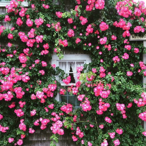 roses cottage window