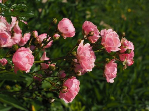 roses rosebush pink