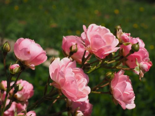 roses rosebush pink