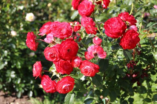 roses rose garden summer