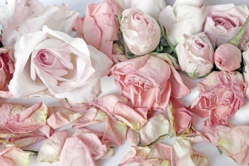 roses pink background