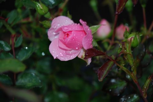 roses pink dew