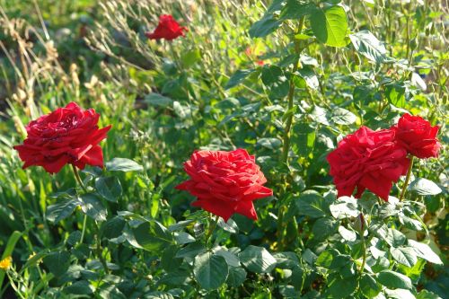 roses red rose summer