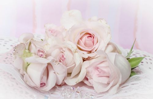 roses romantic background