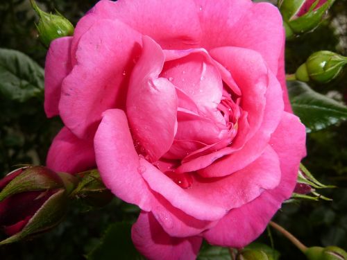 roses pink rose bloom