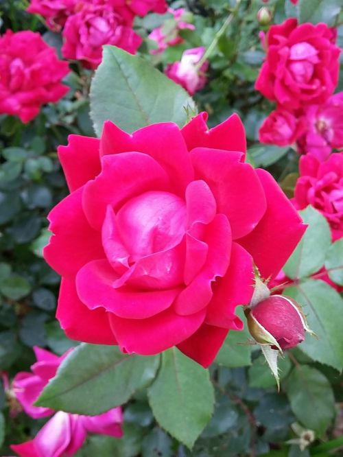 roses single rose blossom