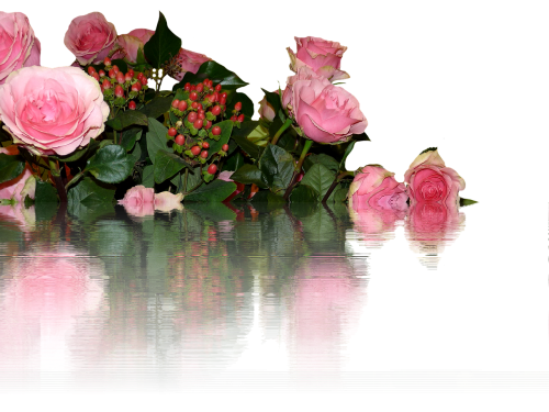 roses isolated flowers