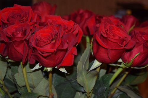 roses red roses valentines
