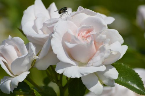 roses white roses fly