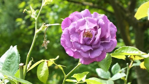 roses flower nature