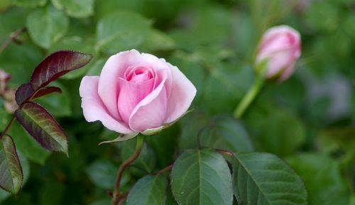 roses bush pink