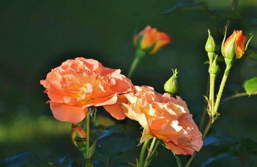 roses flowers bud