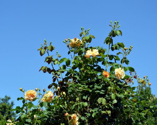 roses rosebush blossom