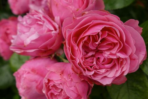 roses pink dark pink