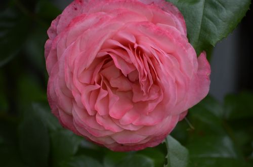 roses pink rose flowers