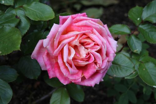 roses flower leaves