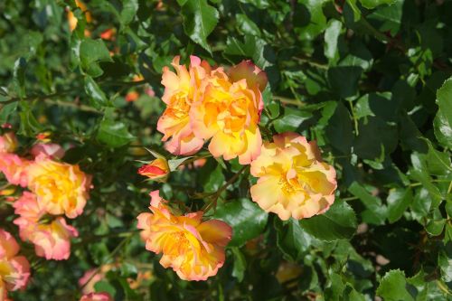 roses yellow orange flowers