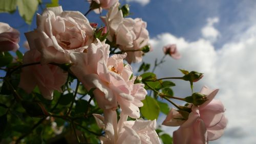 roses pink roses rose bloom