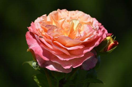 roses pink romantic
