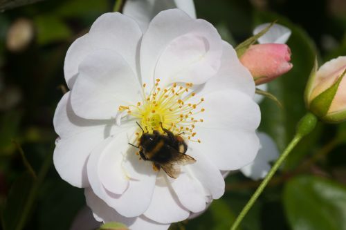 roses white rose white