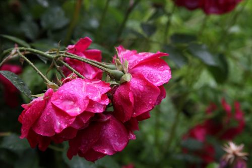 roses rain beautiful flowers