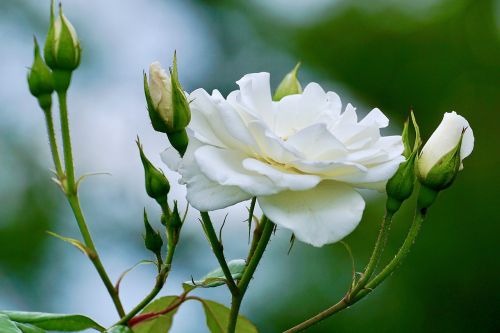 roses white white rose