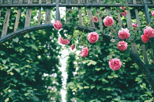 roses pink flower