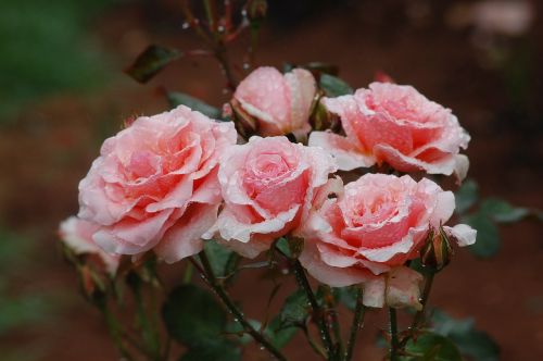 roses flower pink