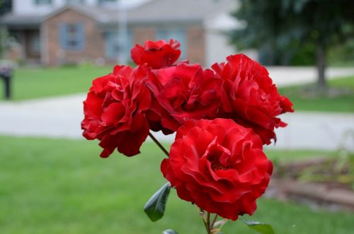 roses beautiful floral