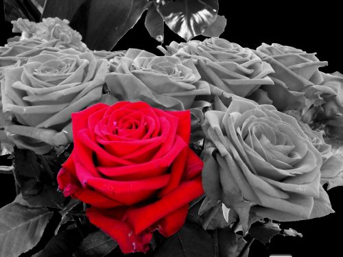 roses red black and white