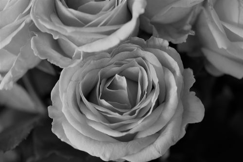 roses flowers black and white