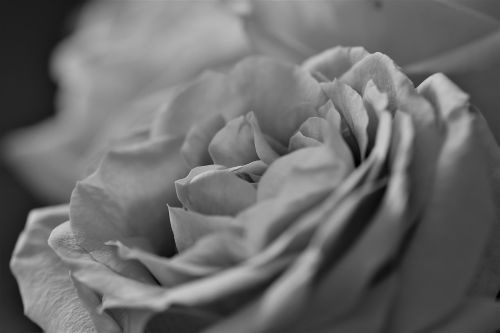 roses flowers black and white