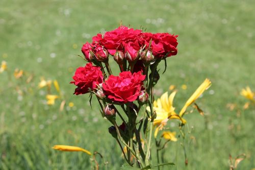 roses flowers rosebush