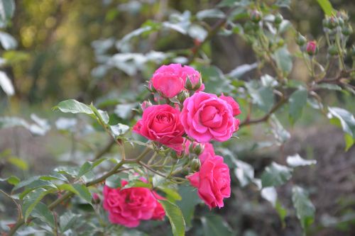 roses rosebush plants