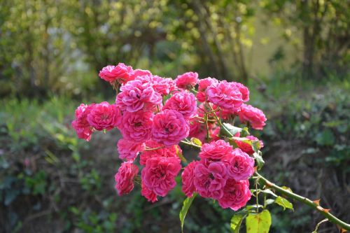 roses rosebush branch
