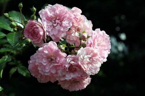 roses florets pink