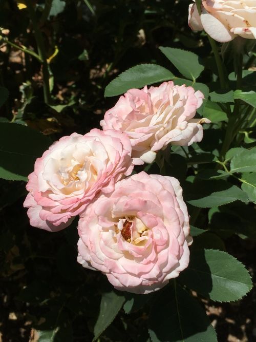 roses auburn california