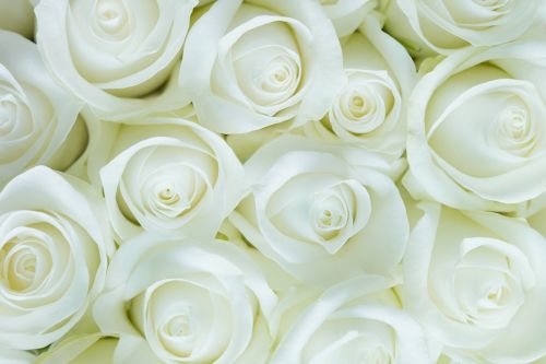 roses white pure