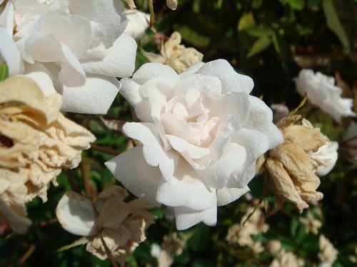 roses white macro