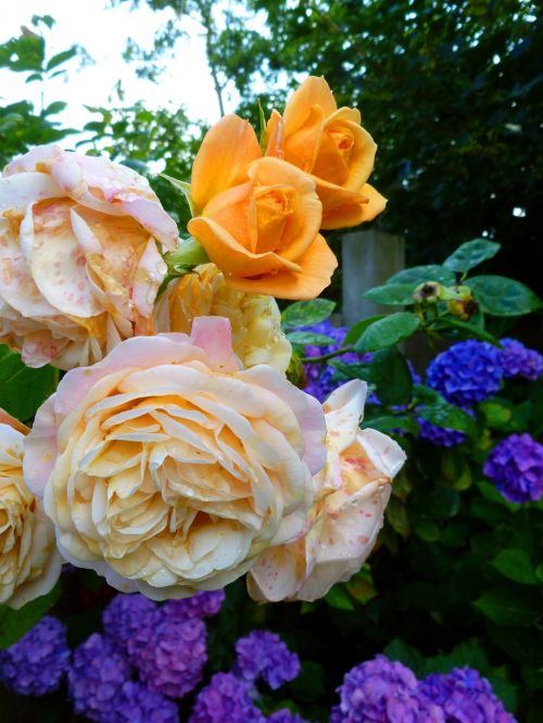 roses flowers hydrangeas