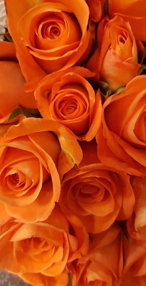 roses orange blossom