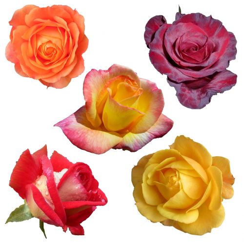 roses collage collection