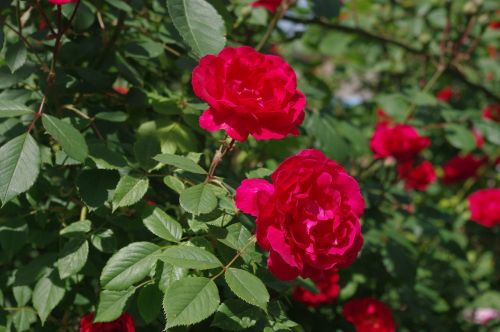 roses flower summer