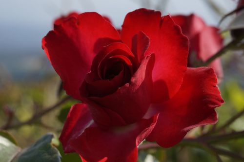 roses red flower