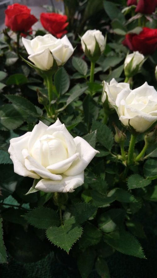 roses white rose flower