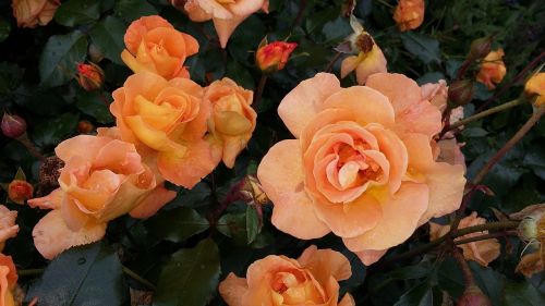 roses orange flower